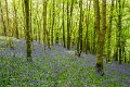 Springtime in Monaghan 2013 (45)